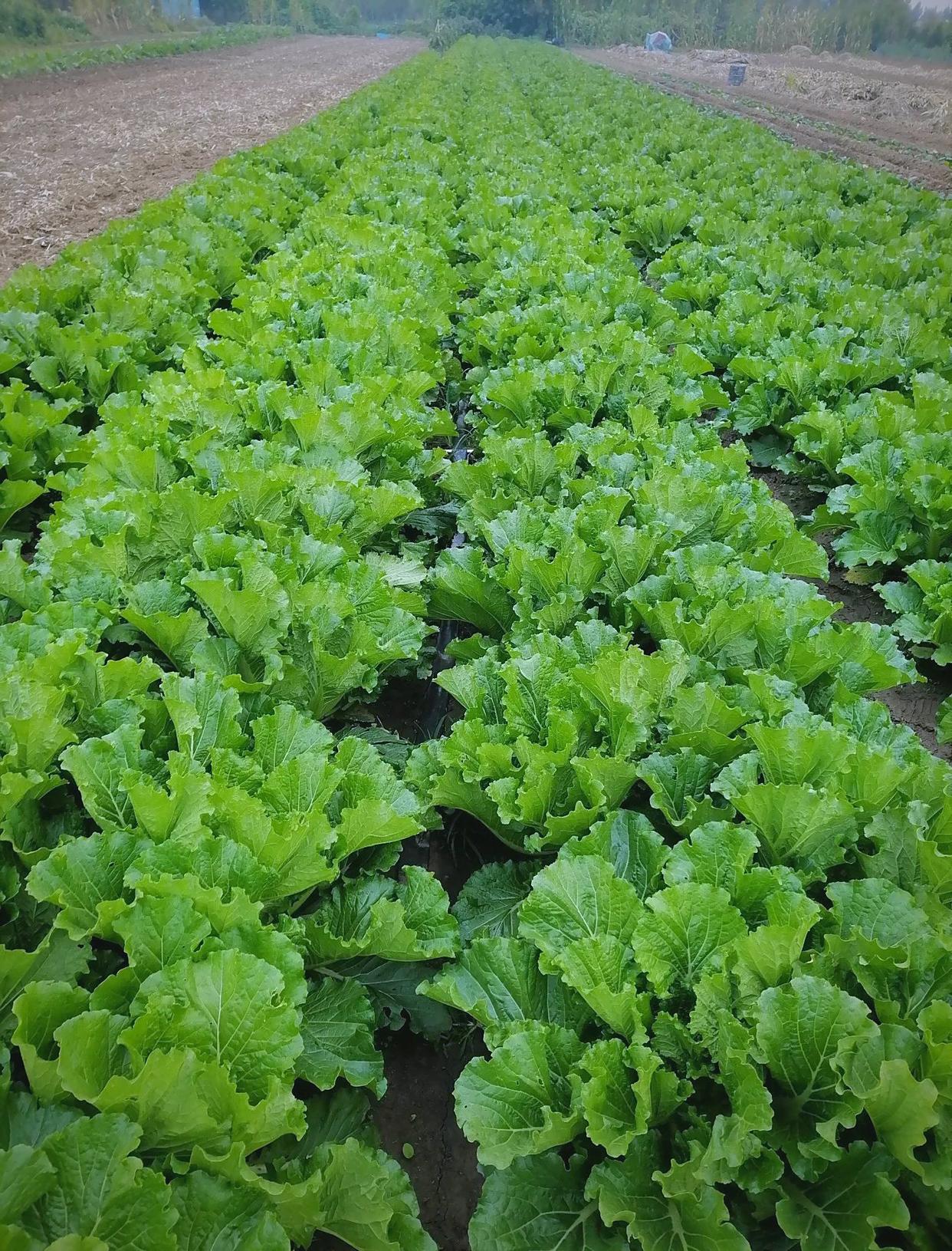 山东蔬菜种植全方位指南 季节规划与关键技术