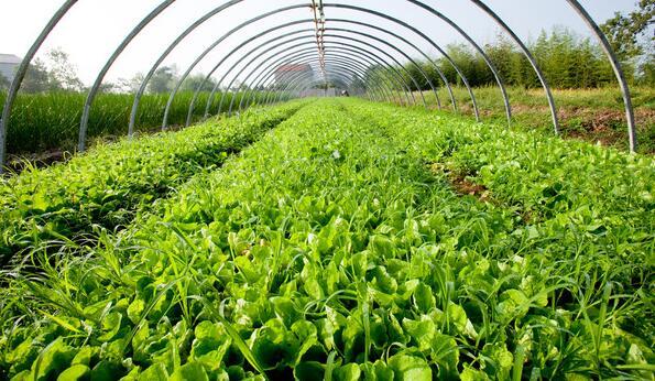 蔬菜种植全年时间表 错过这篇就没这么全的了