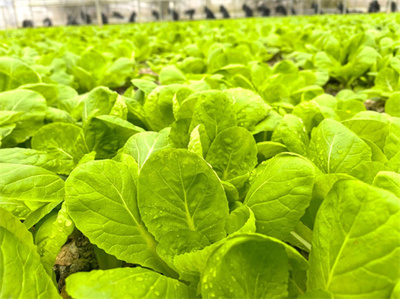 碧江优质有机蔬菜，跨越千里的绿色承诺——种进“粤”、“沪”家庭的健康选择