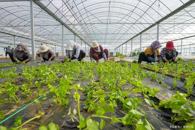 大棚蔬菜种植管理全攻略 从土壤到病虫害的科学之道