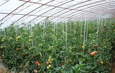 大棚蔬菜种植技术与管理指南 认识类型与关键技术