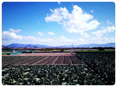 绿色菜乡·通海记——云南最大蔬菜种植基地镜头下的赵谢荣摄影纪实