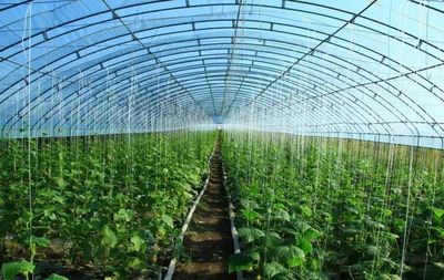 【农业明星】鄂北农业新篇章 三优蔬菜种植合作社社长袁金涛入驻鄂北农商第1城