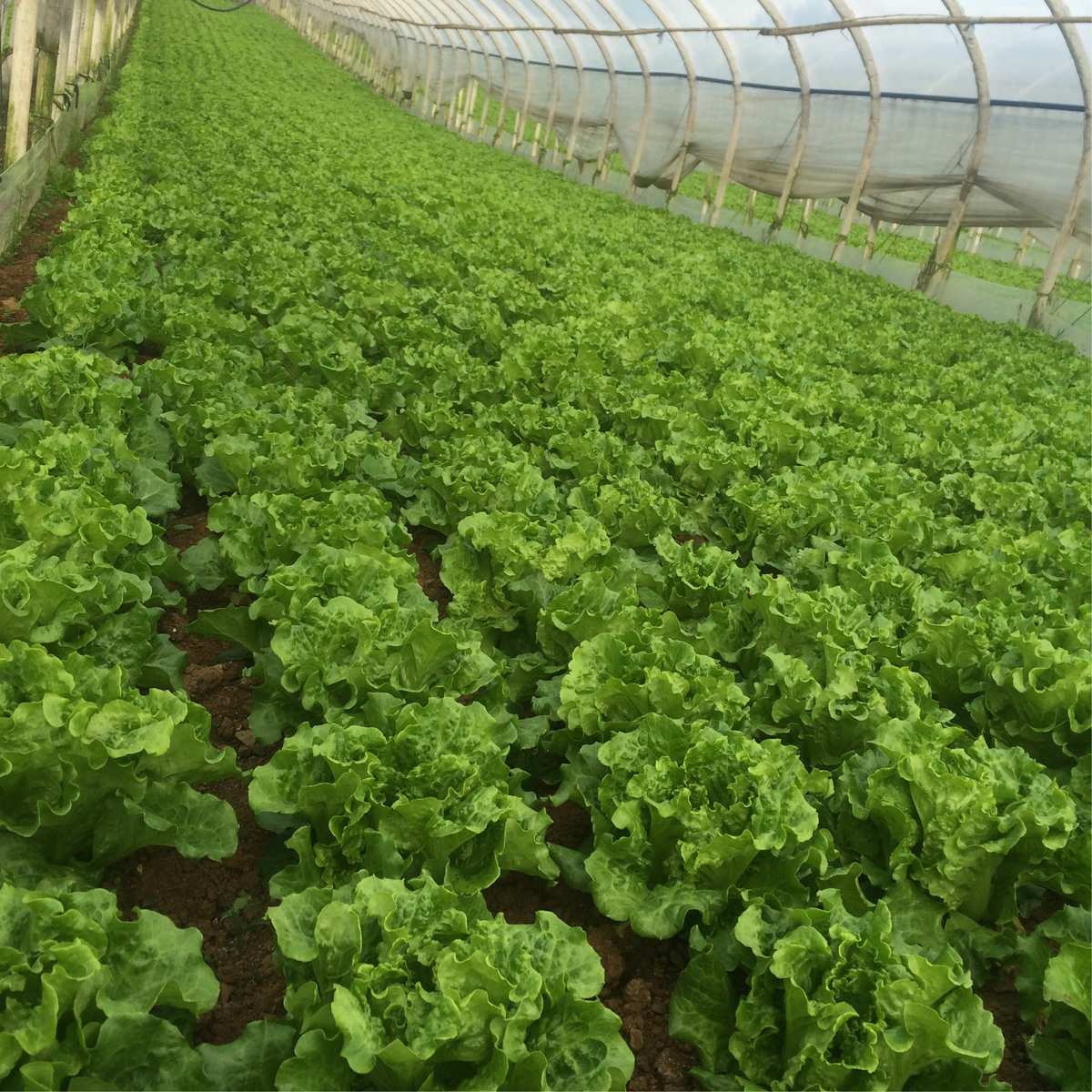 寻甸拾豪绿色蔬菜种植基地 田间滴翠，舌尖上的自然馈赠