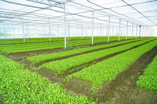 新质生产力赋能奉贤镇大棚蔬菜种植，满溢“科技范”