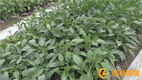 人勤春来早，育苗正当时——慈利县永安蔬菜种植合作社的春耕新图景