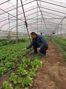 漯河 果蔬种植产业点亮脱贫致富路
