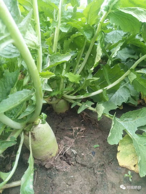 漯河郾城区第一届优质农产品采摘节 蔬菜种植的丰收盛宴