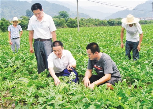 现代化蔬菜种植的增效策略与实践路径