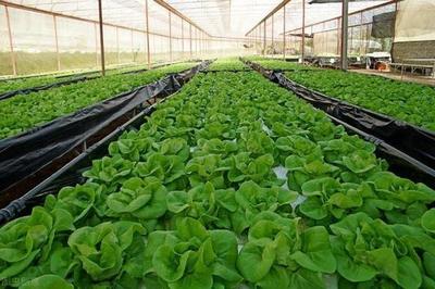 蔬菜种植肥料指南 最佳选择与施肥后食用安全解答