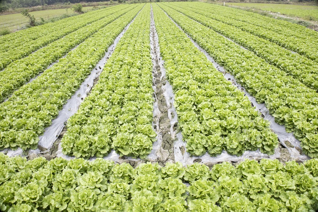 田园风光中的菜地农家乐 绿色有机蔬菜的种植之道
