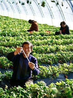 南村 温室果蔬种植开启乡村振兴“金钥匙”