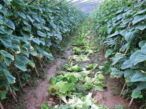 反季节蔬菜种出“金疙瘩”——2亩收入16000元的秘诀揭秘